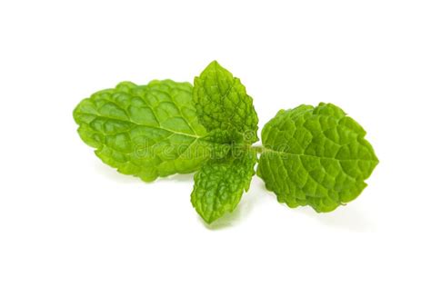 Mint Sprig Stock Image Image Of Colour Leaves Isolation 25218615