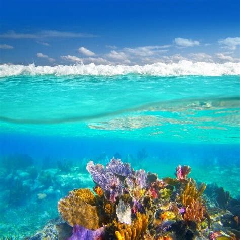 Gran Arrecife Mesoamericano Cancún México ¡el Segundo Arrecife Más