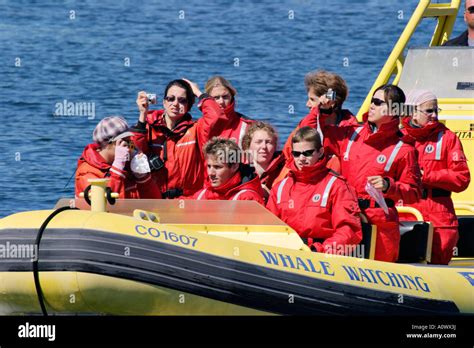 Killer Whale Watching Tourist Group On Zodiac Tour Boat Victoria