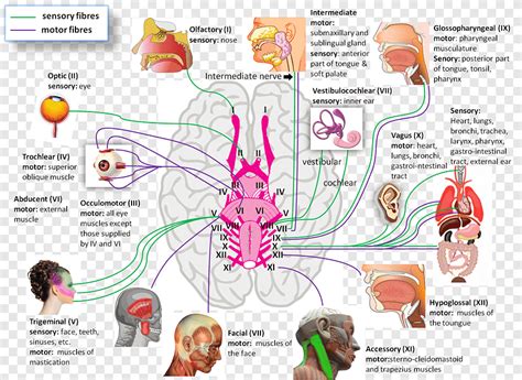 Nervi Cranici Sistema Nervoso Fisiologia Anatomia Nervo Anatomia