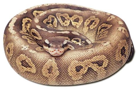 Pewter Ball Python | Vida Preciosa International, Inc.
