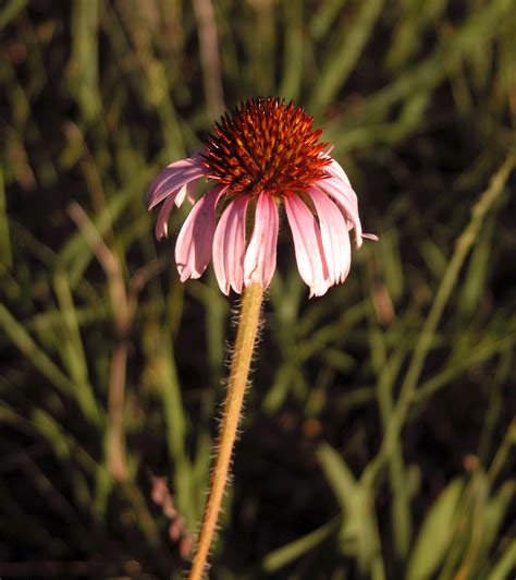 Download and use 10,000+ table plnts stock photos for free. At-risk plants | Native Medicinal Plant Research Program