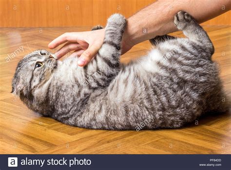 Man Hand Is Playing With A Lovely Cat Holding Him By The Paws Stock