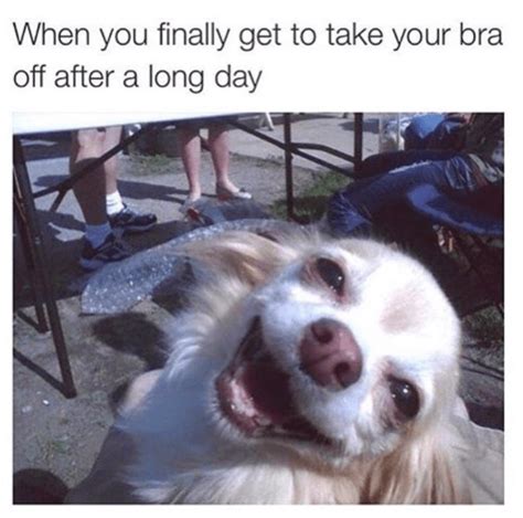 30 Doggo Memes That Will Leave You Feeling Warm And Fuzzy Animal