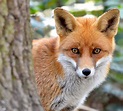 Red Fox | Paradise Wildlife Park