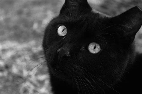 Black Cats 🐱 Legends Urban Legends And Cryptids Amino