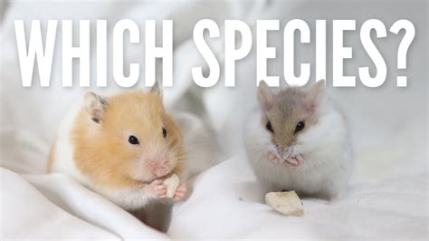 What Is The Best Beginner Hamster Youtube
