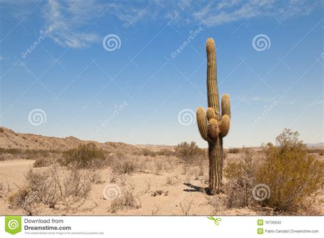 Cactus In A Desert Landscape Stock Photography Image