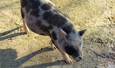 Wild Pig Razorback Hog Stock Photos Pictures And Royalty Free Images