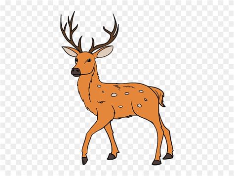 Download White Tailed Drawing Draw Deer Step By Step Clipart 380865