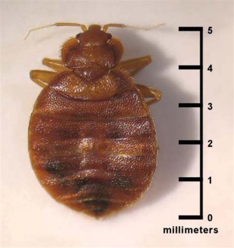 What Do Dead Bed Bugs Look Like A Guide To Identifying Bugs