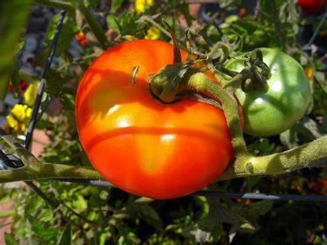 Beefmaster Tomato Overview Plant And Care Guide Gardening Howto By Evan
