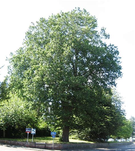 Ulmus minor mill., the field elm, is by far the most polymorphic of the european species, although its taxonomy remains a matter of contention. Ulmus × hollandica 'Major' - Wikipedia