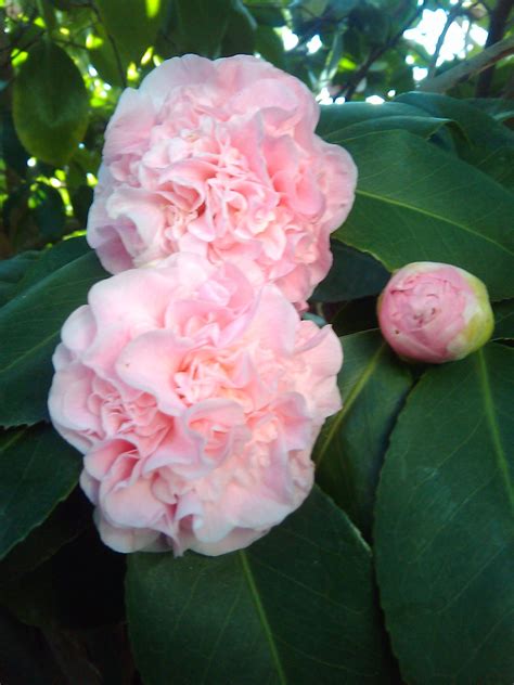 ~camellia Japonica Vasily Light Pink Pretty Plants Pink Flowers