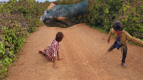 Ooop Brave Brothers Catch Giant Anaconda On The Road While Going