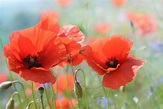 Mohn Blüte Mohnblume - Kostenloses Foto auf Pixabay