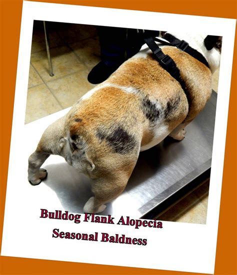 Flank Alopecia Seasonal Baldness In Bulldogs And French Bulldogs