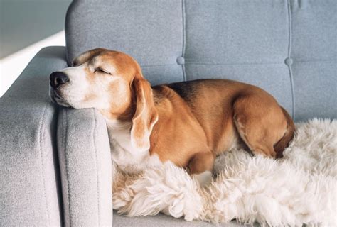 A Tired Dog Is A Happy Dog—11 Tips For A Happy Tired Dog Dogpackr