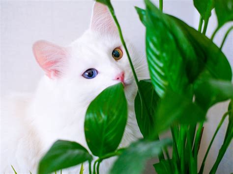 The peace lily is one of the best plants for your bedroom because of its ability to remove toxins from the air. Is Peace Lily Toxic To Cats - What Are Symptoms Of Peace ...