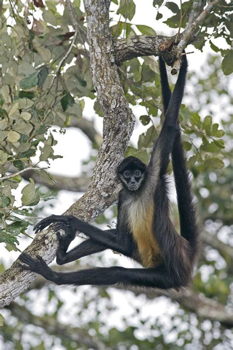 This Is The Geoffroys Spider Monkey Also Called The Black Handed