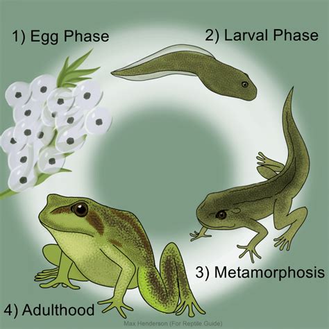 Life Cycle Of A Frog Stages Of Frog Development Explained
