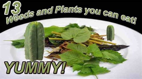 13 Weeds And Plants You Can Actually Eat