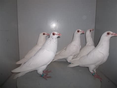 Fancy Pigeons 50 Or Less