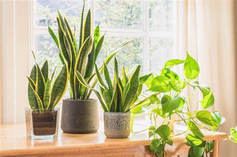 12 Low Maintenance Indoor Plants Anyone Can Care For Lovetoknow
