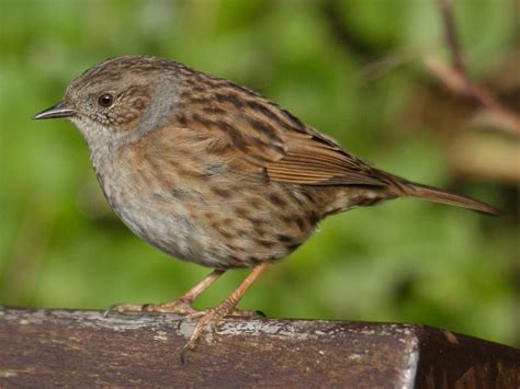Dunnock Or Hedge Sparrow Common British Birds Hedge Sparrow Birds