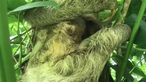 Baby 3 Toed Sloth Reunited With Mother Youtube