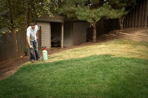 Weeds need bare space or brown patches to establish themselves as part of the lawn. Lawn Paint Keeps Grass Green | Lawn Spraying Tips