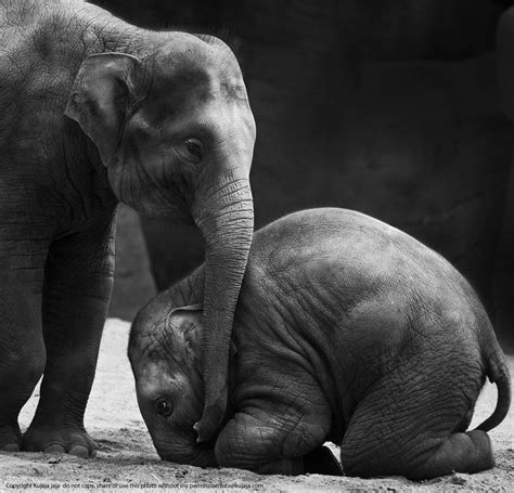 Beautiful Photograph In Black And White Of Two Elephant Babies Found