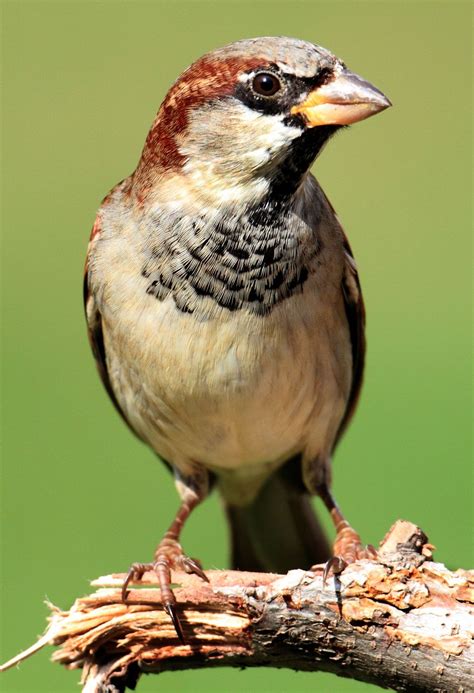 sparrow | bird | Britannica