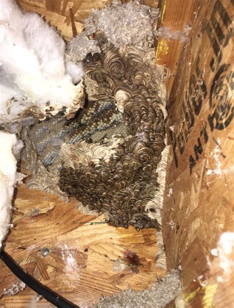 Carpenter Bees Nest Removal Southgate Downriver And Wayne County