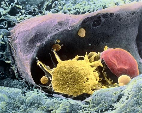 Coloured Sem Of A Monocyte In A Blood Capillary Photograph By Prof P
