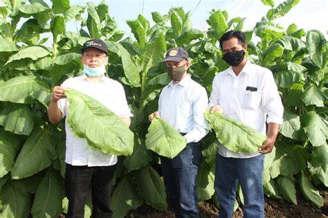 Kebun Ajong Gayasan Panen Perdana Tembakau Ptpn X