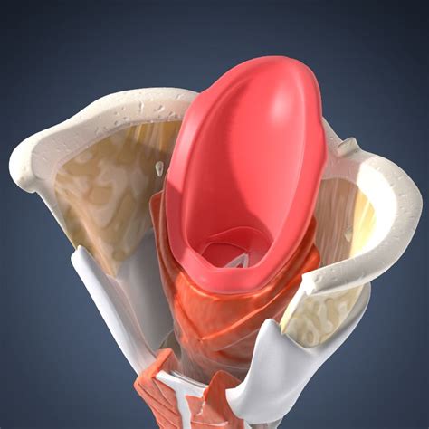 Human Larynx Animated 3d Model 19 Max Obj Free3d