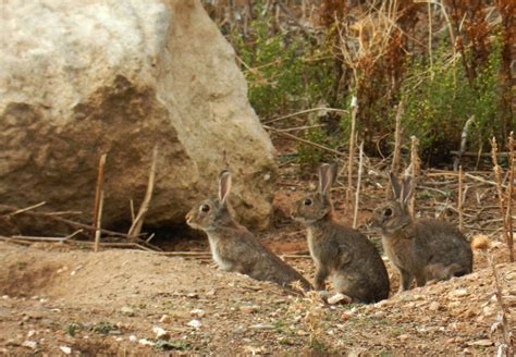 Recursos Medioambientales Tierra De Conejos Oryctolagus Cuniculus