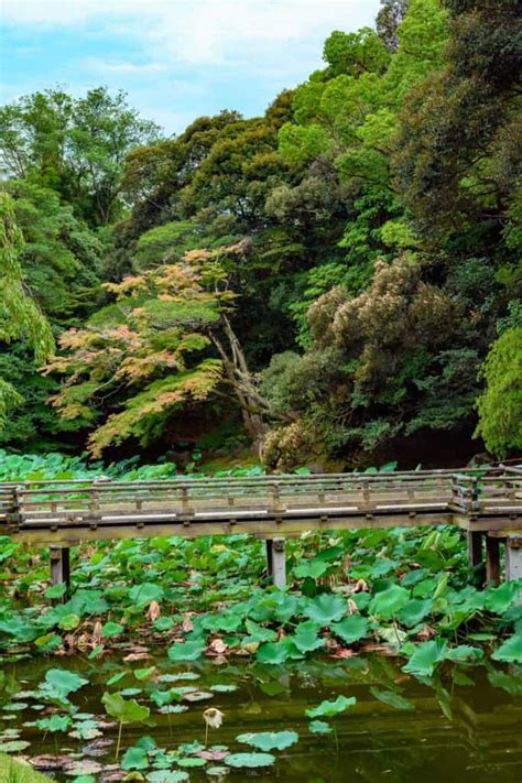 The Summer Beauty Of Korakuen Okayamas Premier Japanese Garden Voyapon