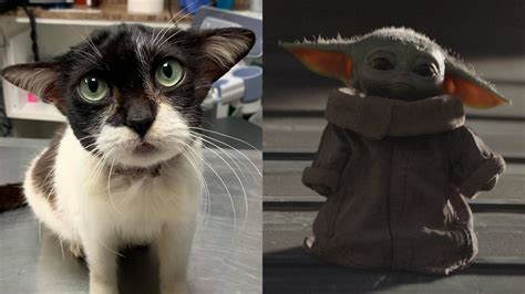 What Happened To Baby Yoda Cat