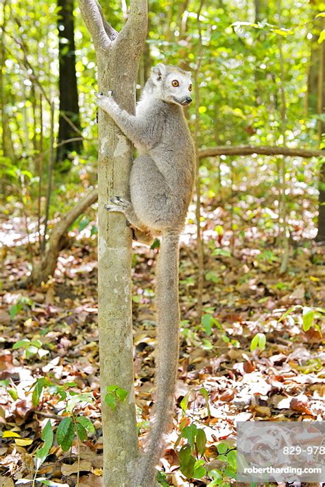 Female Crowned Lemur Eulemur Coronatus Stock Photo