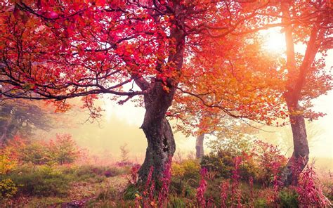 배경 화면 햇빛 가을 일몰 자연 빨간 분기 아침 잎 꽃 시즌 삼림지 우디 식물 단풍 나무