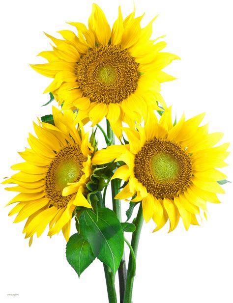 Free 108 Clipart Sunflower Png Free Svg Png Eps Dxf File