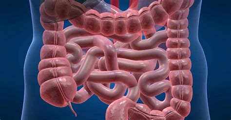 Study Immune And Nervous Systems Communicate In The Gut