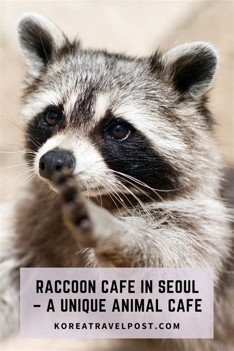 There Are Many Animal Cafes In Seoul That Are Quite Popular But There
