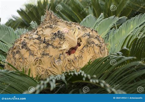Cycas Revoluta Seed Capsule Stock Photo Image Of King Green 38414954