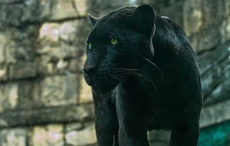 Predator Panther Wild Cat Handsome Black Jaguar For Section кошки