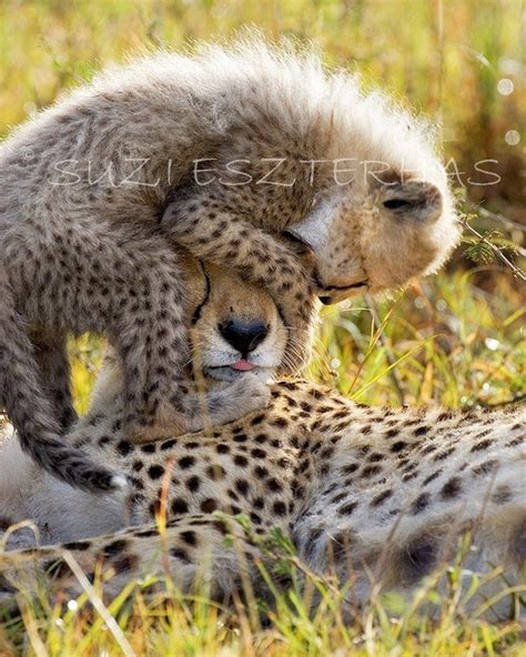 Baby Animal Photography Baby Cheetah Playing By Babyanimalprints
