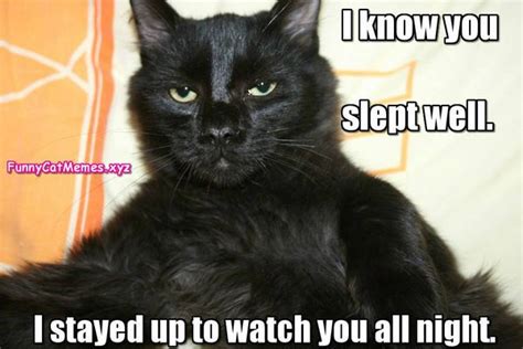 Cute Cat Memes And Funny Kitty Pics