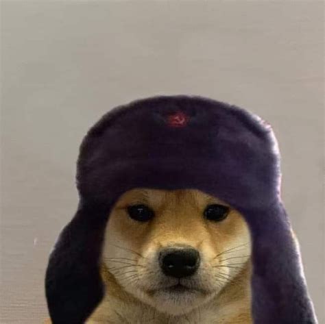 Пин от пользователя Stilly на доске Dog With Hat Собачки Самые